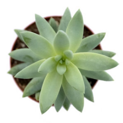 2" Sedum Blue